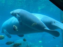 -珠海长隆海洋王国