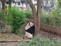 -張飛牛肉(锦里店)