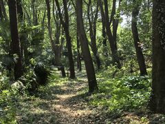 -苏州上方山国家森林公园