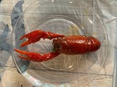 -虎虎龙虾大排档(双井店)