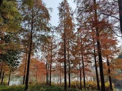 -贡湖湾湿地公园