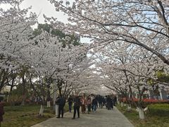 -高东镇樱花园