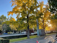 -三里屯东五街银杏大道