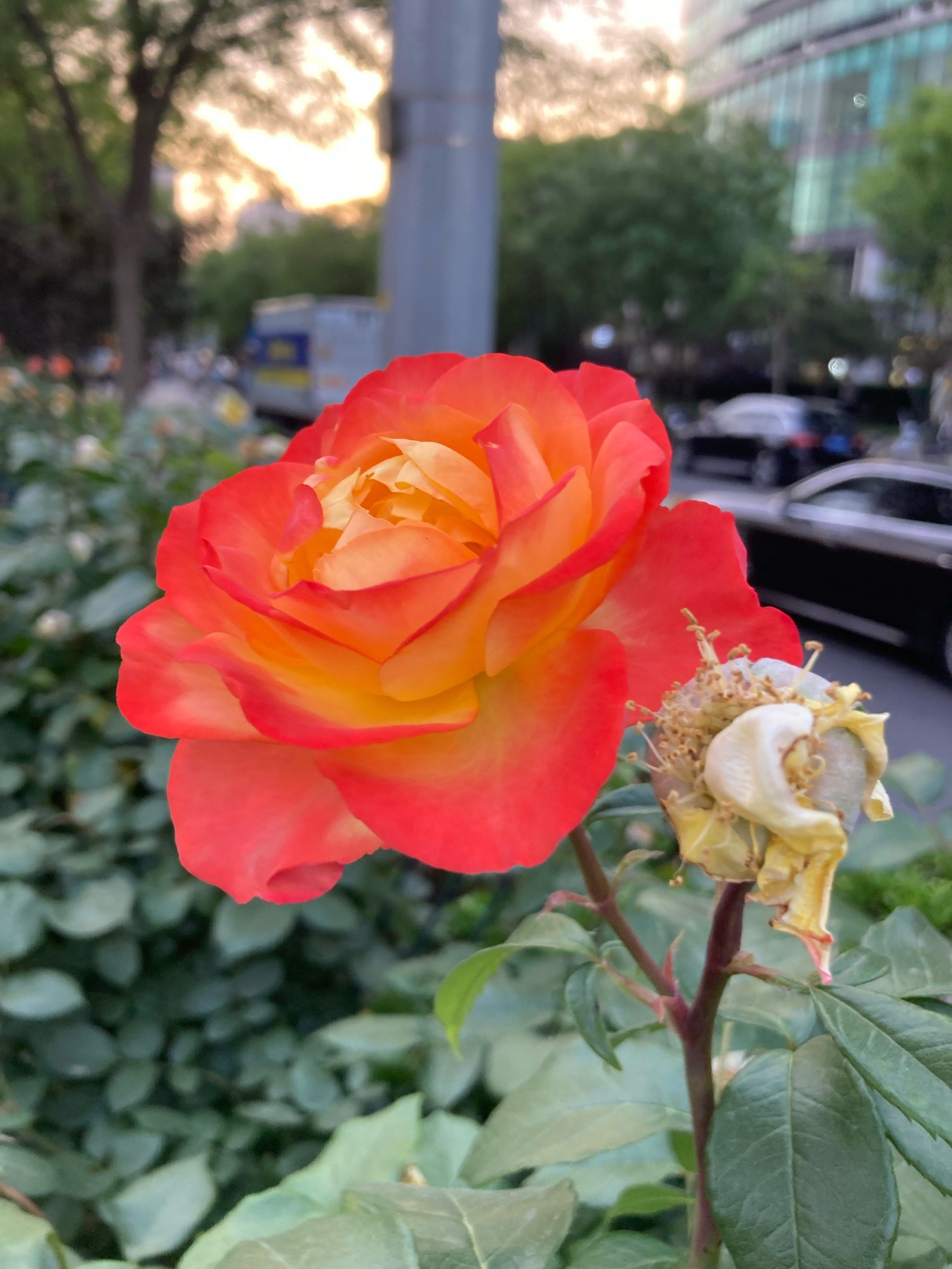 夕阳下的月季花