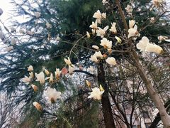 -木塔寺遗址生态公园