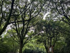 -上海佘山国家森林公园西佘山园