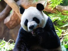 -广州长隆野生动物世界