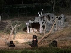 -清迈夜间动物园
