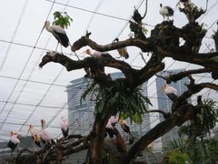 -吉隆坡雀鸟公园