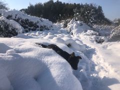 -东莞宠友24H宠物中心医院·转诊夜诊·异宠(新河北路院)