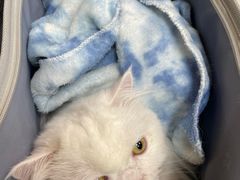 -中农大我爱我爱动物医院·核磁CT·猫病·24小时夜诊中心(石佛营店)