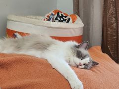 -瑞派名望24h动物医院异宠专科·猫专科·骨科·重症监护分院