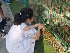-大鹅岛绿色生态美食园
