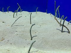 -上海海洋水族馆