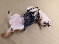 -逗柴咖啡屋·狗咖猫咖宠物桌游