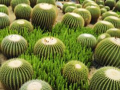 -中国科学院华南植物园