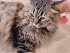 -藏猫猫咖啡主题馆(中央大道店)