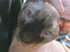 -李小姐の猫咖啡馆(五角场店)