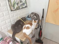 -平行世界·猫咖(首经贸店)