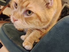 -平行世界·猫咖(首经贸店)