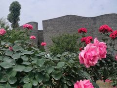 -秀丽东方