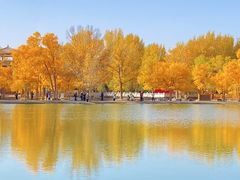 -金塔沙漠胡杨林景区