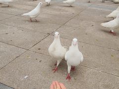 -成都华侨城欢乐里