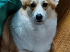 -翊宠yipet猫狗购宠庄园犬舍•猫舍