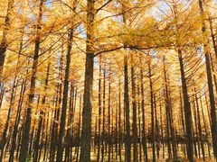 -塞罕坝国家级自然保护区