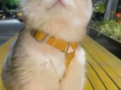 -猫十亿·布偶金渐层·曼基康矮脚猫舍(青年路店)