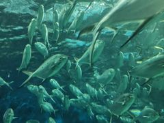 -上海海洋水族馆