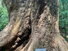-莫里热带雨林景区