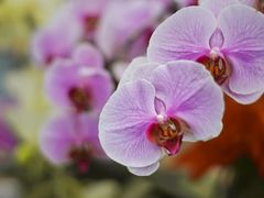 -金科花卉市场