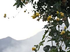 -听风阁农家私房菜茶楼(龙坞店)