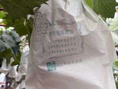 -马陆小张葡萄园农家乐