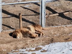 -青藏高原野生动物园