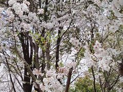 -高东镇樱花园