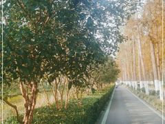 -合肥滨湖国家森林公园