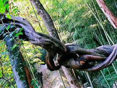 -严子陵钓台(富春江小三峡)