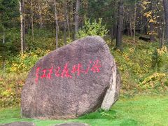 -五营红松林海景区