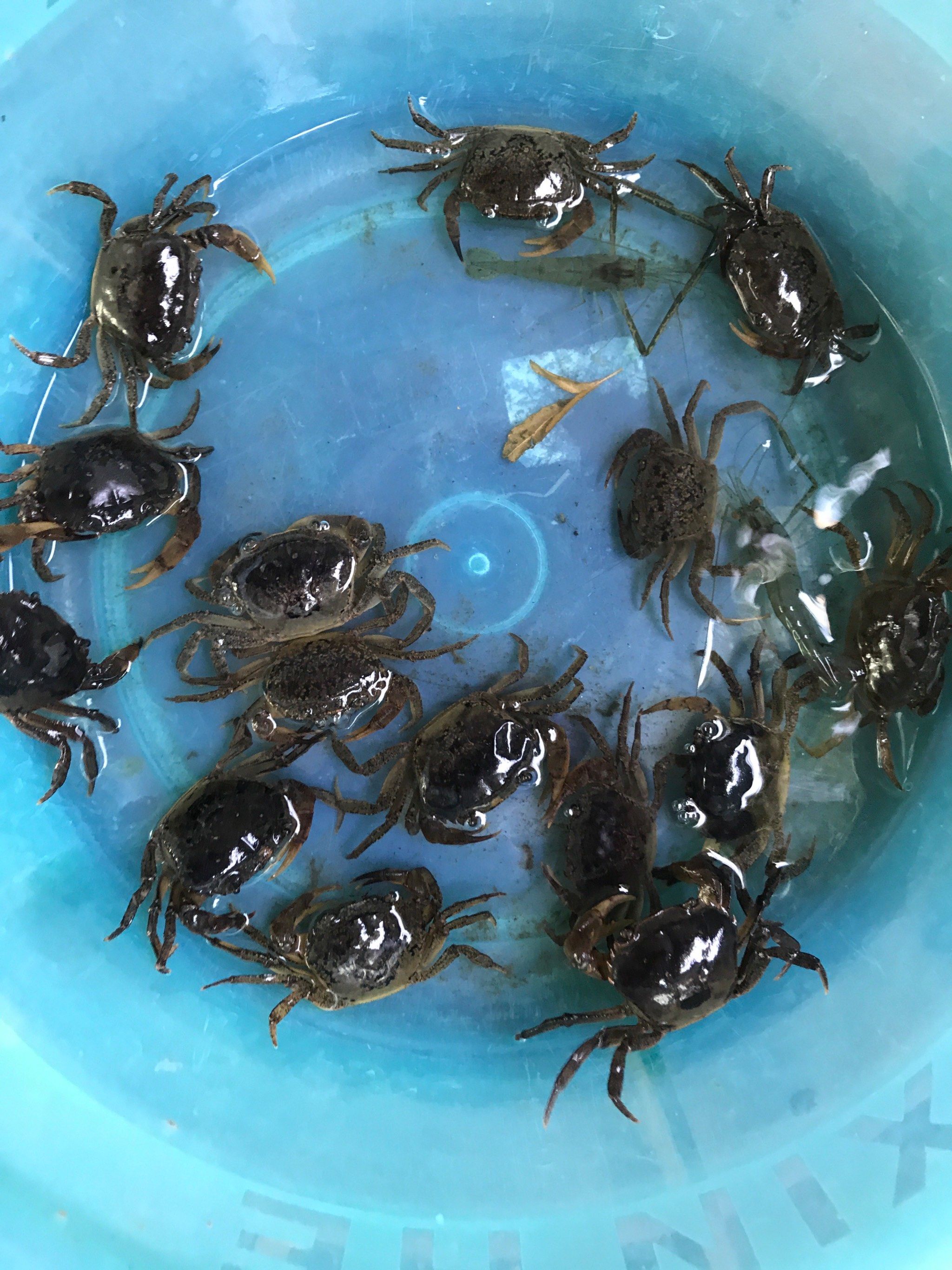 0元玩转这座城,偶然发现的一条小河,没想到会有这么多小螃蟹,太可爱