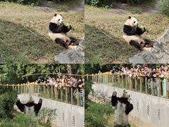 -广州长隆野生动物世界