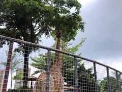 -灵玲国际马戏城