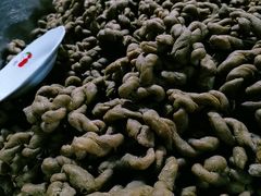 -王阿姨文昌油赞子(府桥街店)