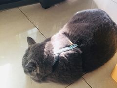 -北京赛佳动物医院