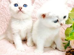 -十年猫舍·猫咪专门店(普陀店)