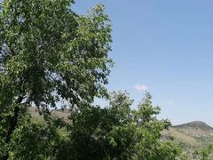 -原山国家森林公园