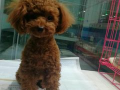 -乖乖乐动物医院(小汤山分院)