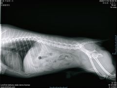 -萌兽医馆·犬猫专科·眼科中心·宠物医院(朝阳门分院)