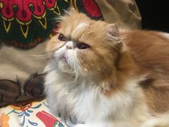 -more than meow吴止猫主题餐厅(承德 中船汇店)